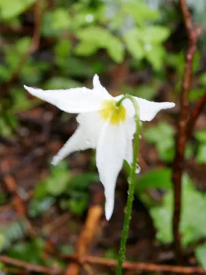 Avalanche Lily Flower Essence